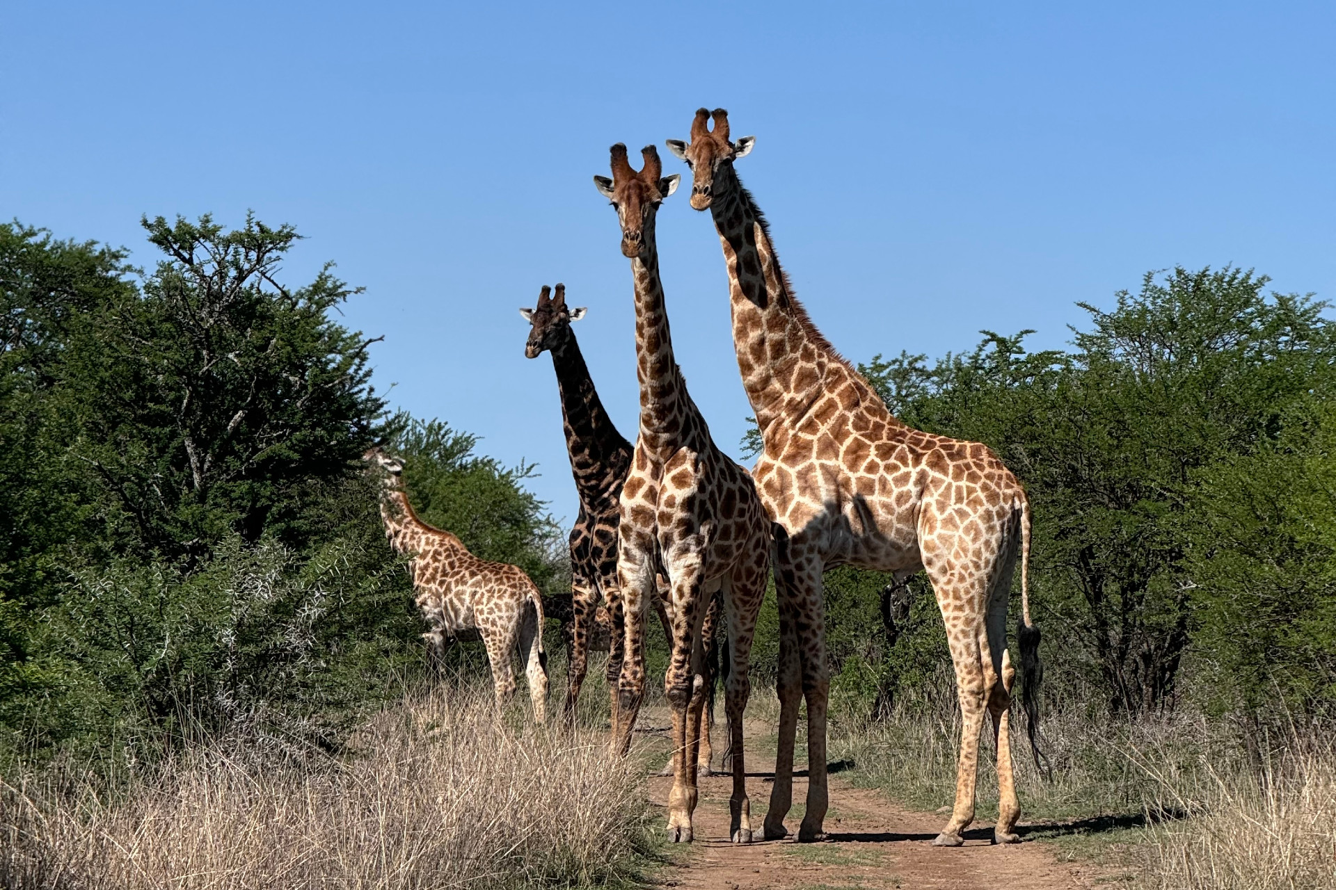 Close-up animal adventure at Imbabala Lodge
