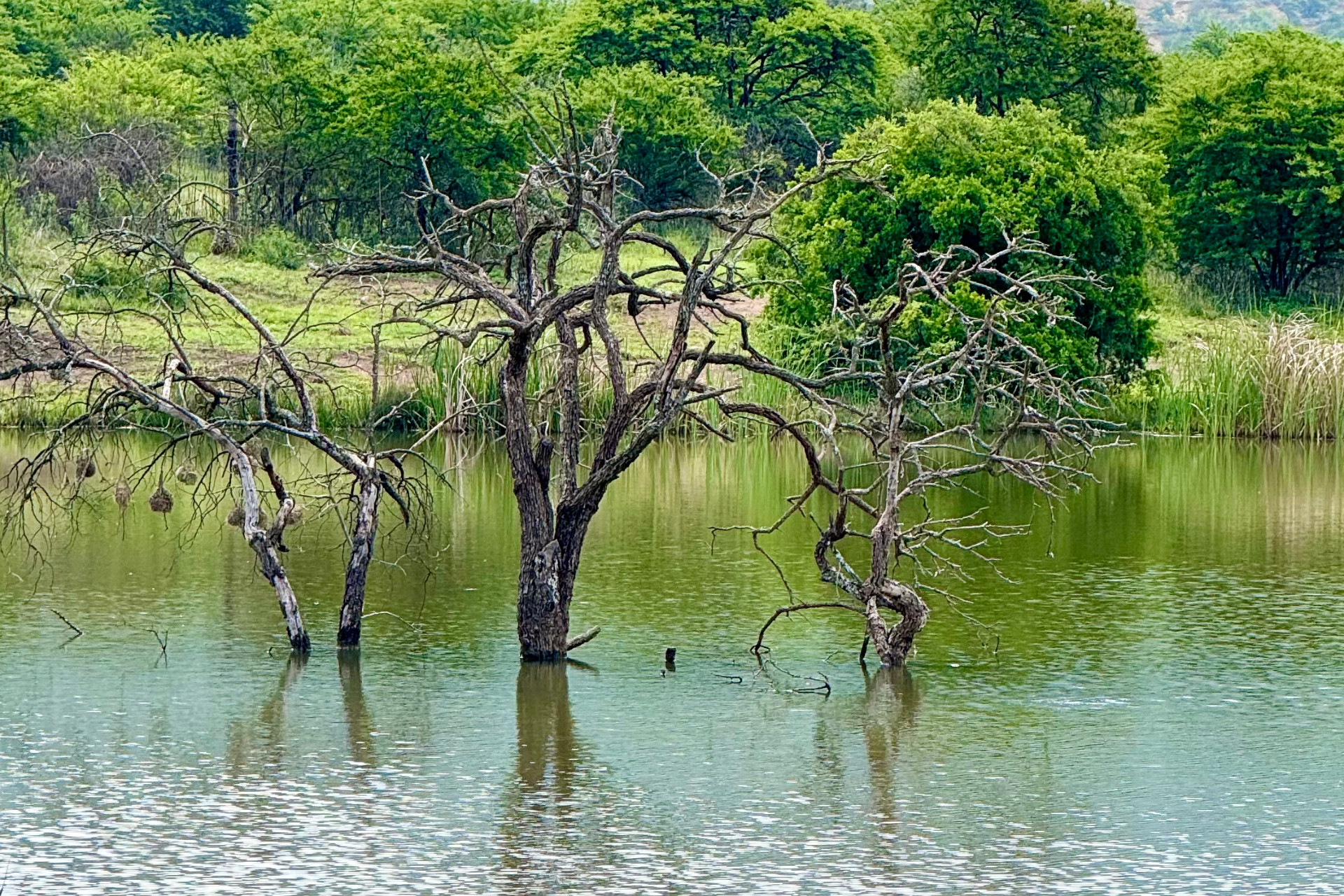 Riverside leisure dam with fish at Imbabala Lodge